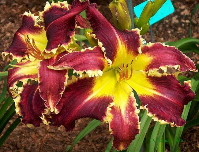 Секреты успеха. Амариллисы. HIPPEASTRUM Eight%20Miles%20High