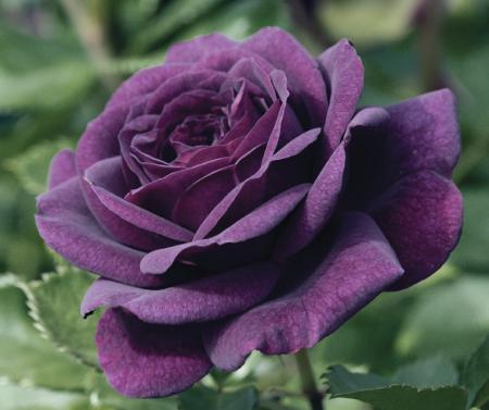 Мадам Роза:розы Дэвид Остин(David Austin),английские розы,саженцы роз,парковые  розы,зимостойкие розы,кустовые розы,ландшафтные розы,почвопокровные,чайно-гибридные  розы,розы флорибунда,миниатюрные розы