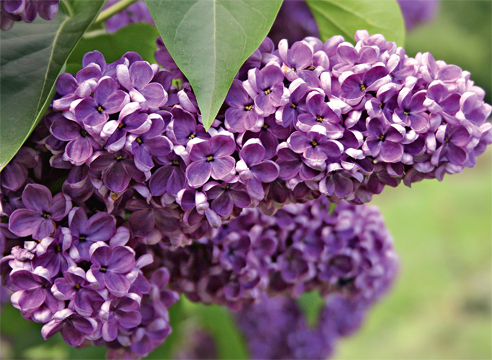 Мадам Роза:сортовая сирень,корнесобственная сирень,махровая сирень ...